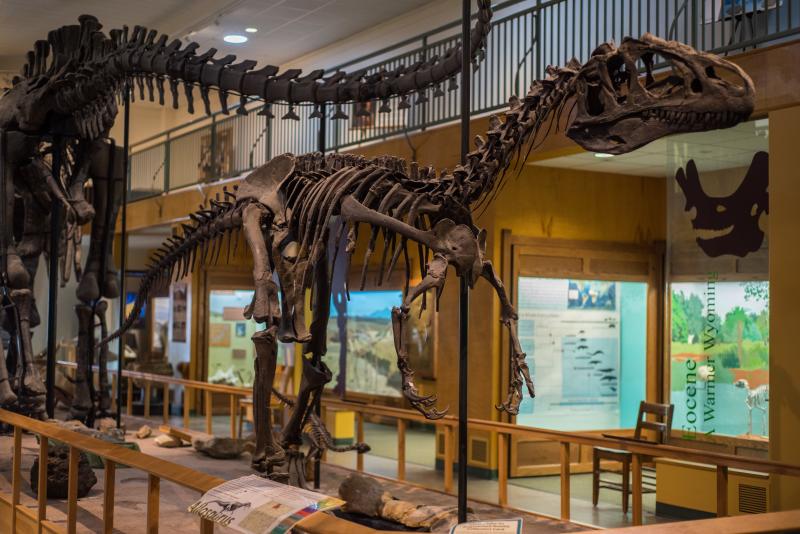 dinosaur fossils in museum