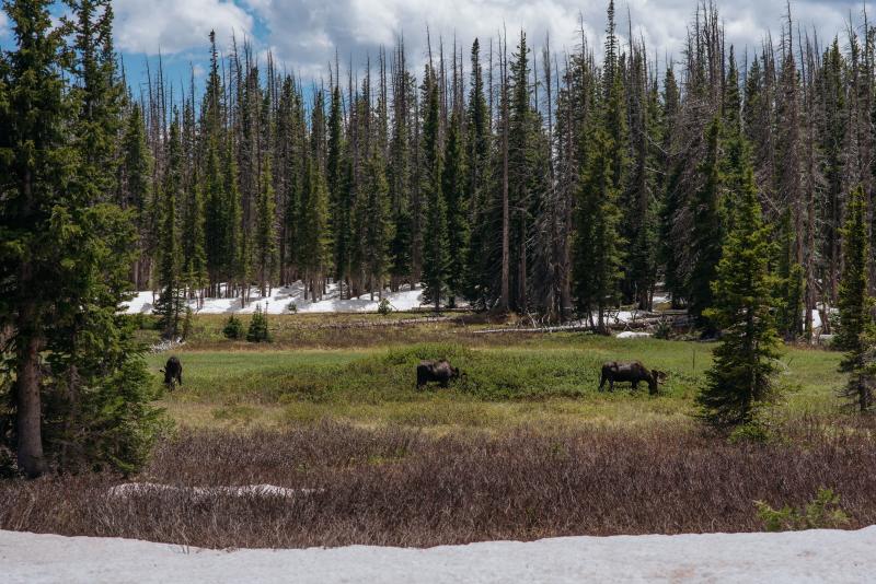 3 bull moose with pine trees and snow