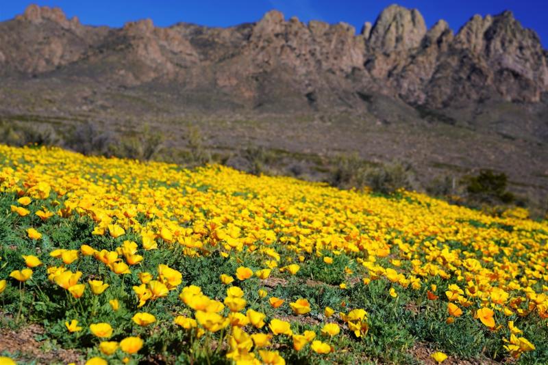 Baylor Canyon Las Cruces Poppies