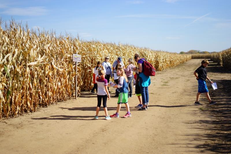 Family group wandering a corn maze