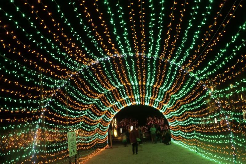 WildLights photo