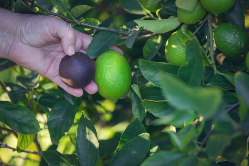 Australian Black Limes