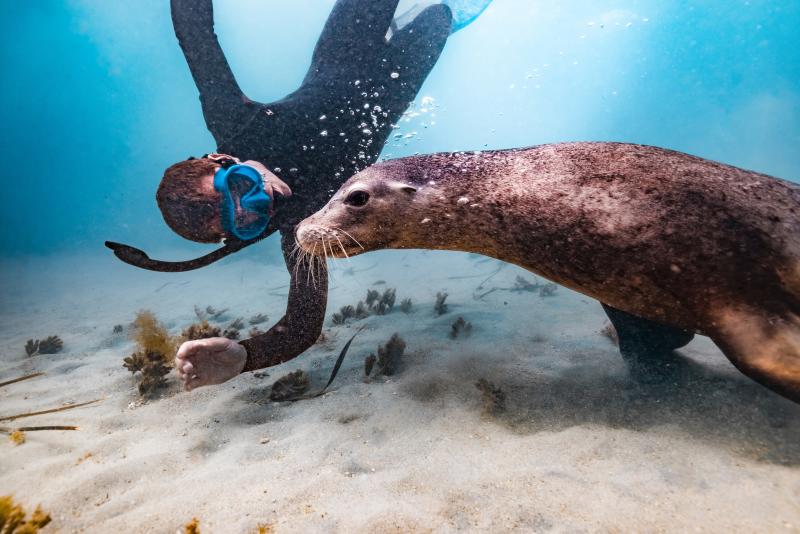 Man snorkels with a sealion in Rockingham