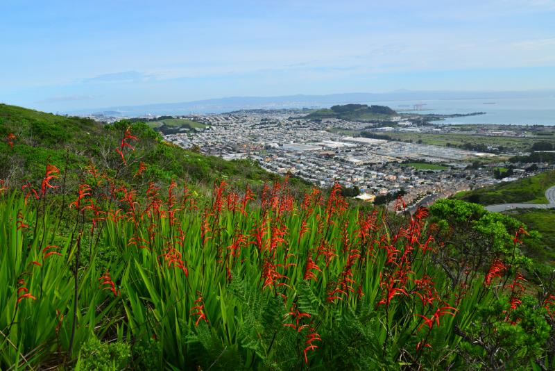 Wildflowers color the landscape overlooking the coastline at San Bruno Mountain Park.