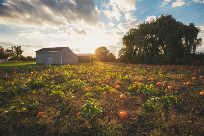 Country Pumpkin Field
