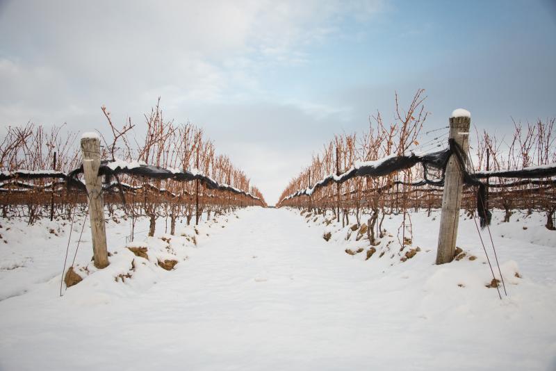 Winter Vineyard