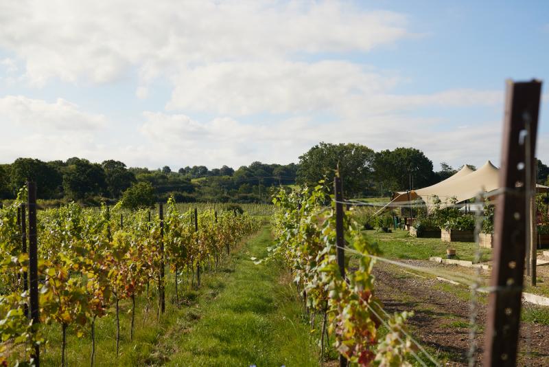 Rows of vines with a tented building in the backgroud at Kinsbrook vineyard, Sussex