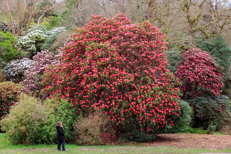 A lady admires the giant red Rhododendron bush at Wakehust, Sussex