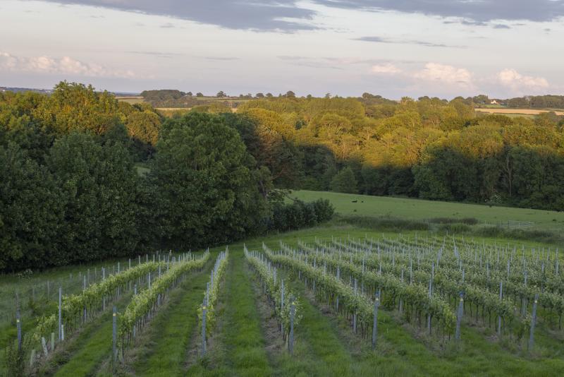 A view across the rows of vines at Tillingham vineyard, Sussex