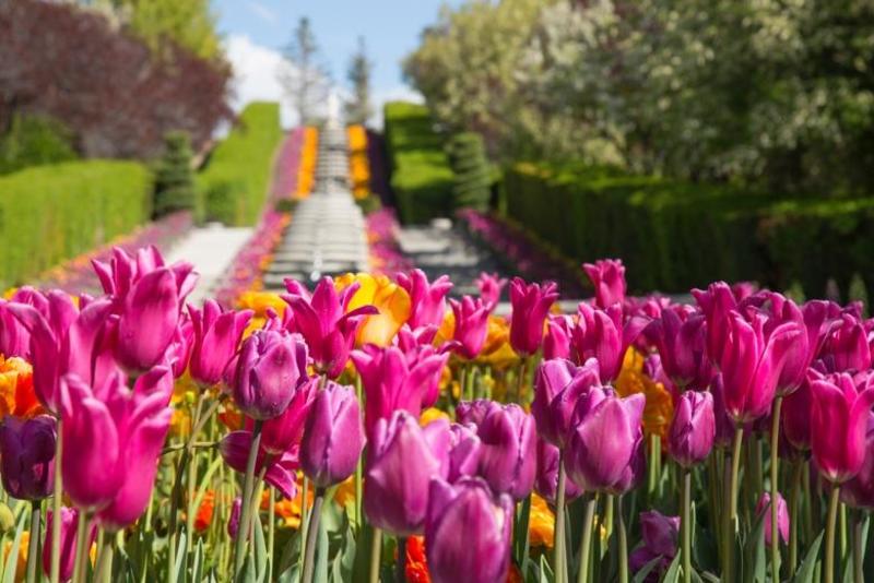 5 Best Date Ideas at the Thanksgiving Point Tulip Festival