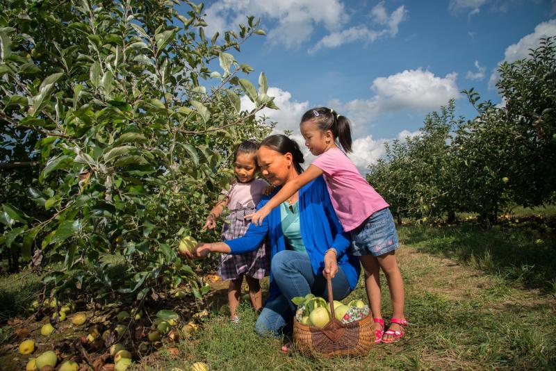 Envy apple harvest begins early - Produce Blue Book