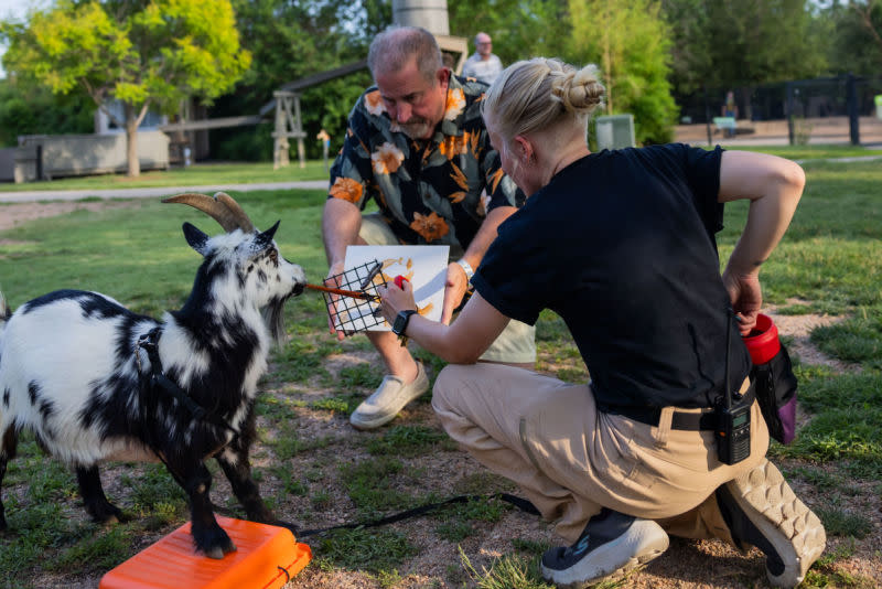 A man holds a canvas while a goat paints on it at Tanganyika Wildlife Park