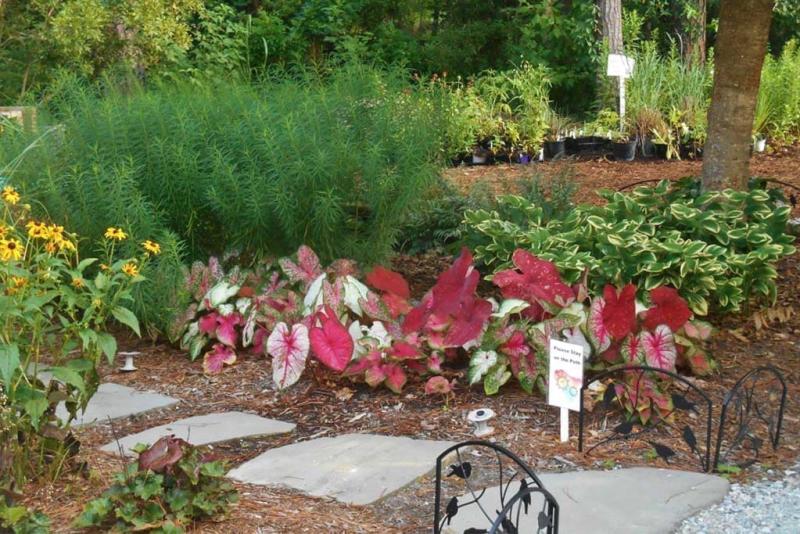 Influencer - Robin LaMonte - Botanical Gardens