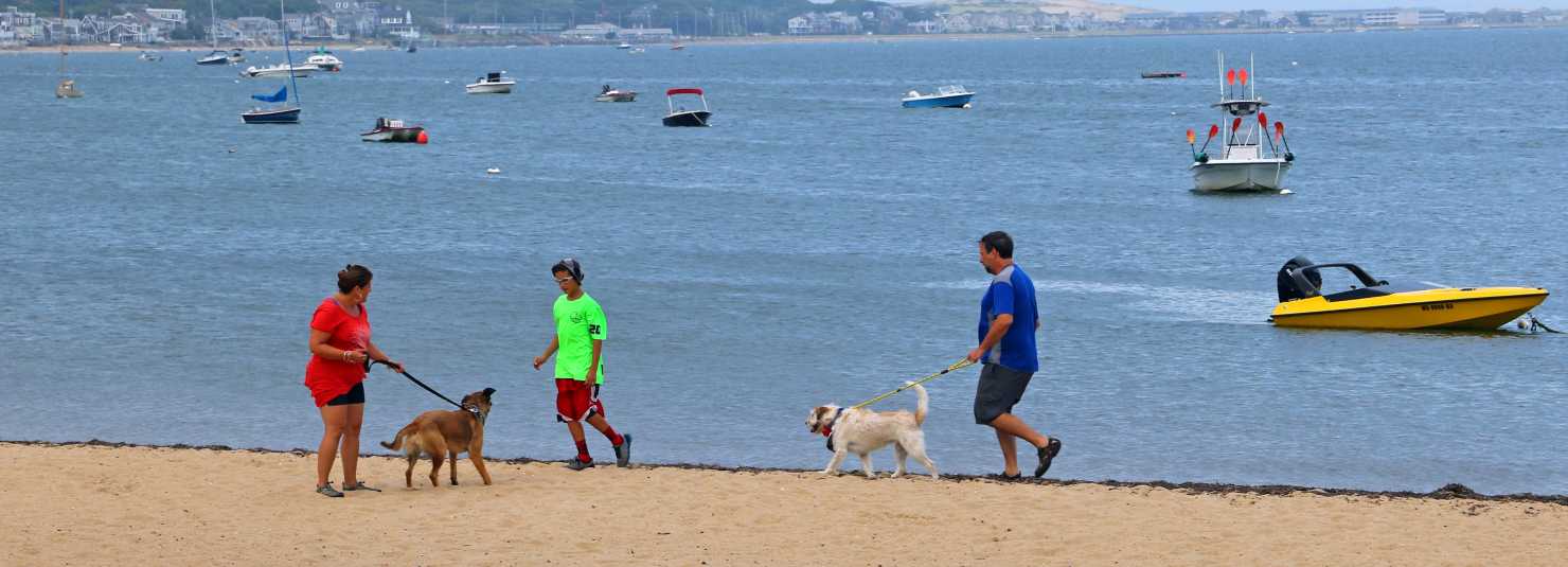 Pet Friendly Cape Cod MA Local Dog Parks Beaches
