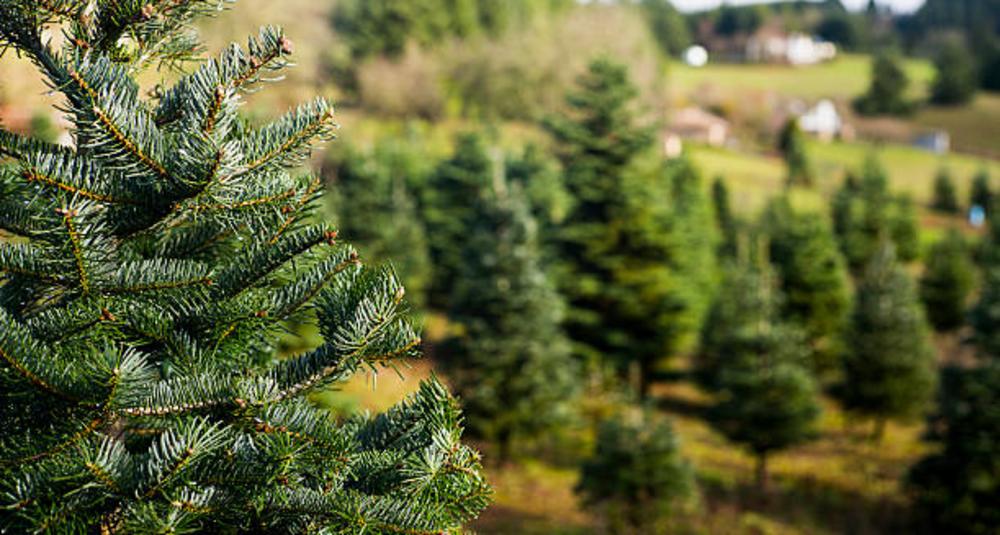 Christmas Tree Farm Stock Photo