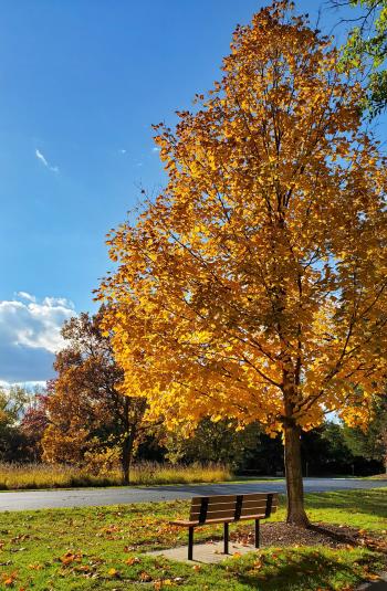 Forest Preserves