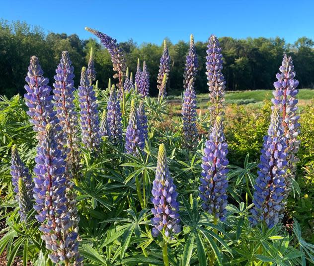 Delaware Botanic Gardens