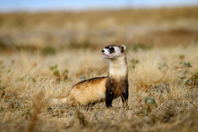 Black Footed Ferret