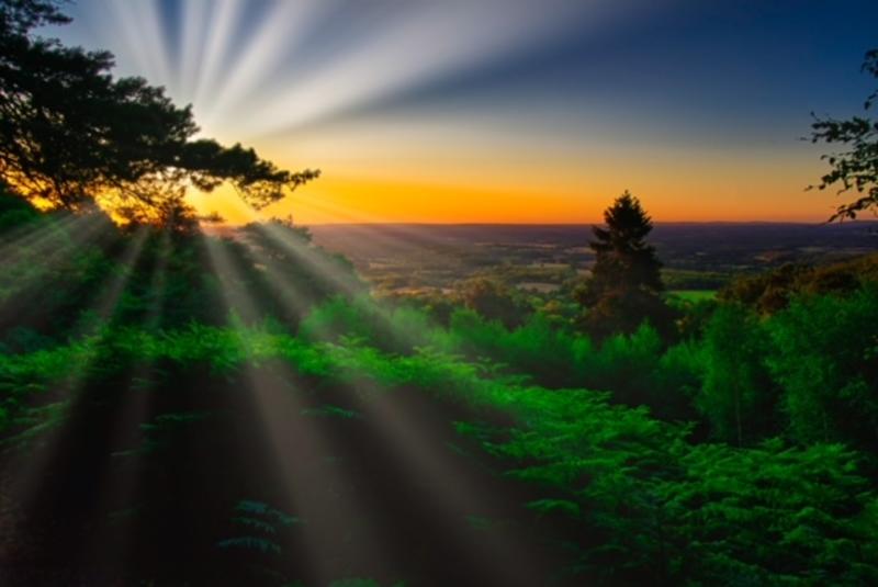 A view of woodland in South Downs National Park