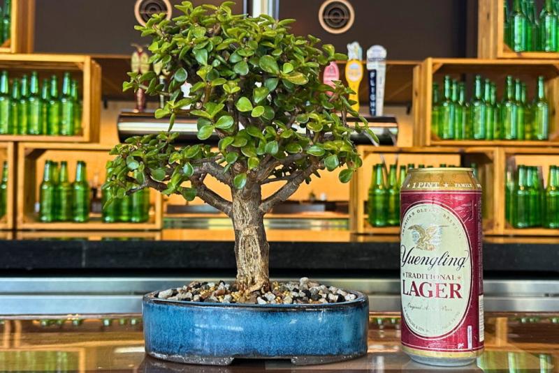 Bonsai & Brews