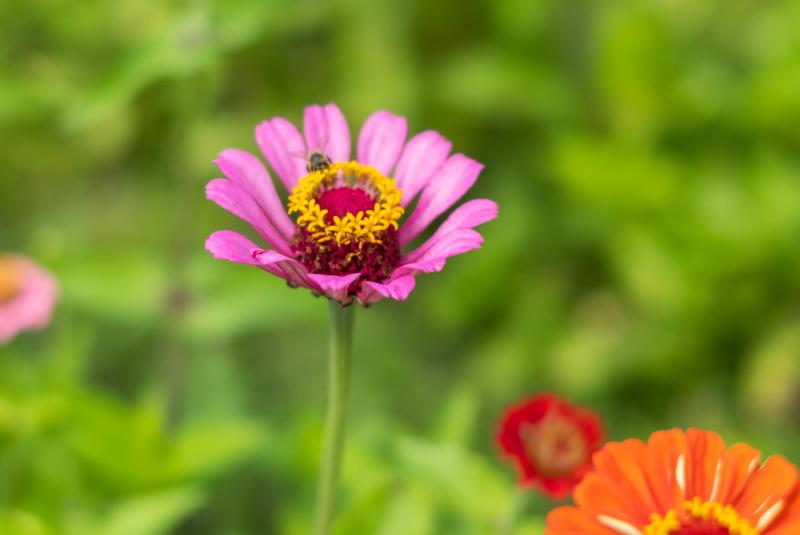 Flower U-Pick at Keel Farms