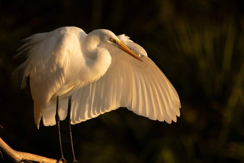 Bird and Wildlife Photography