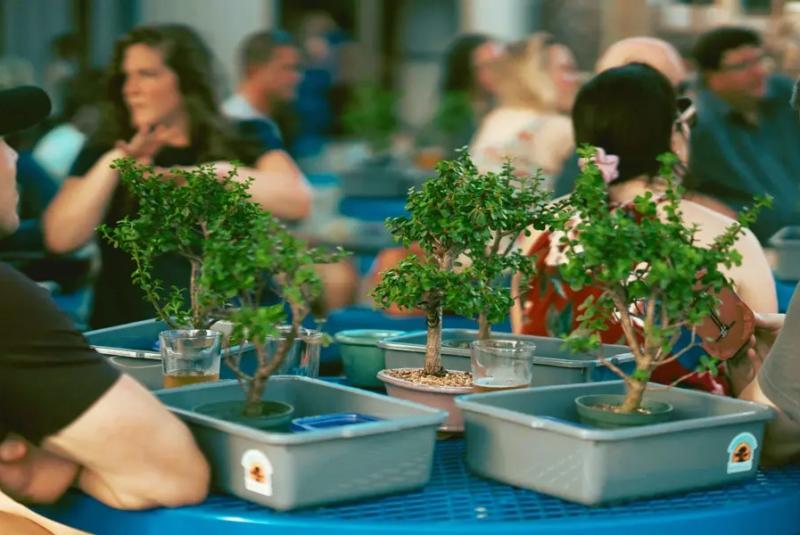 Bonsai and Brews