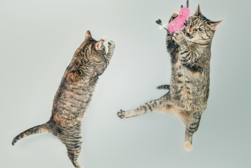 CatVideoFest 2026