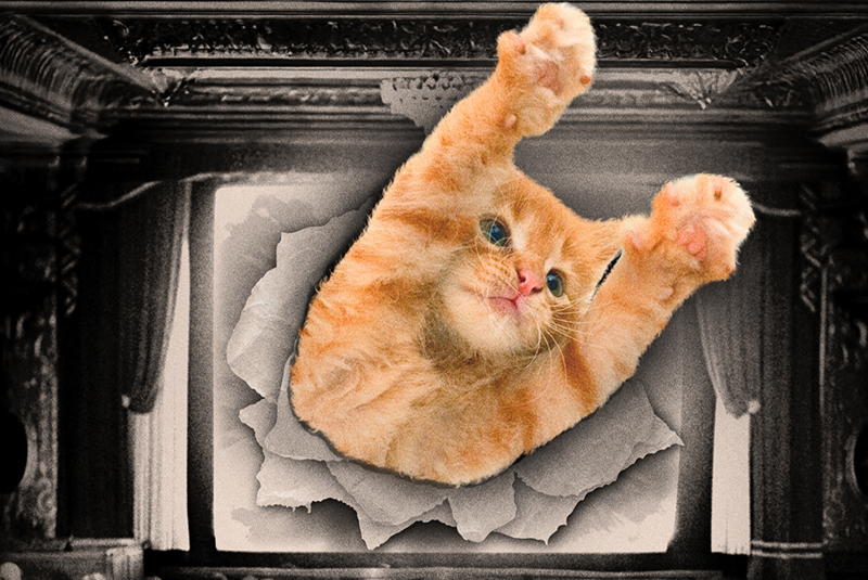 CatVideoFest (2025)