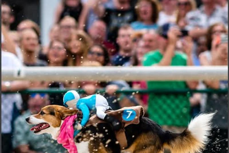 Tampa Bay Downs Corgi Derby