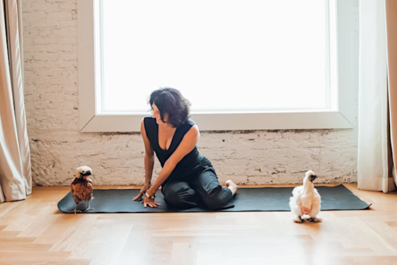 Chicken Yoga with Yoga Loft Tampa and Ybor Misfits