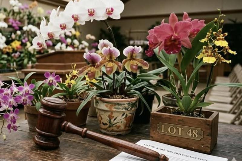 Tampa Bay Orchid Society Orchid Auction