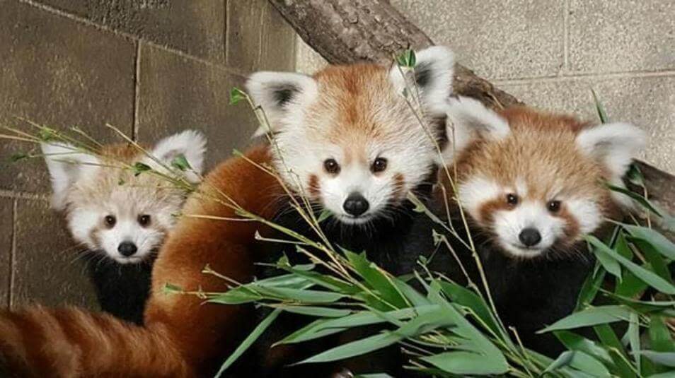 Potter Park Zoo Red Pandas