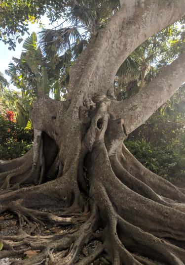 Banyan Street in Boca Grande, Fla.