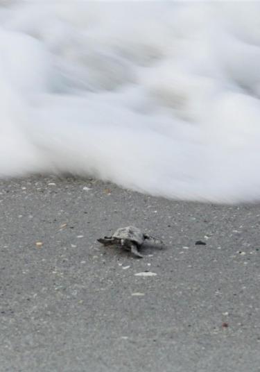 Loggerhead Sea Turtle Begins New Life.