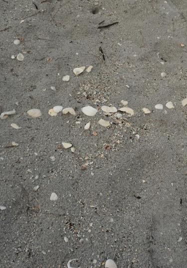 Seashells Indicate a Surveyed Nest.
