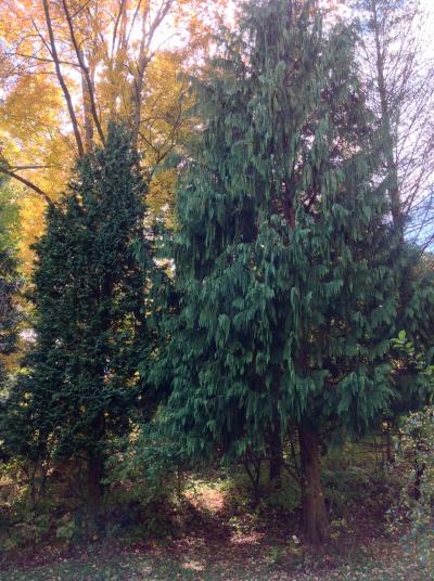 Pine Hollow Arboretum Weeping Alaskan Cedar Tree