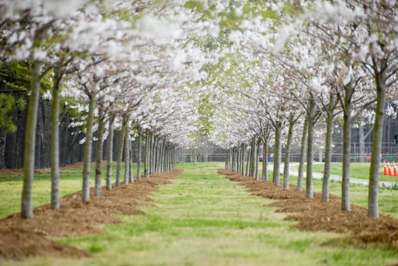 Cherry Blossom Festival at Red Wing Park