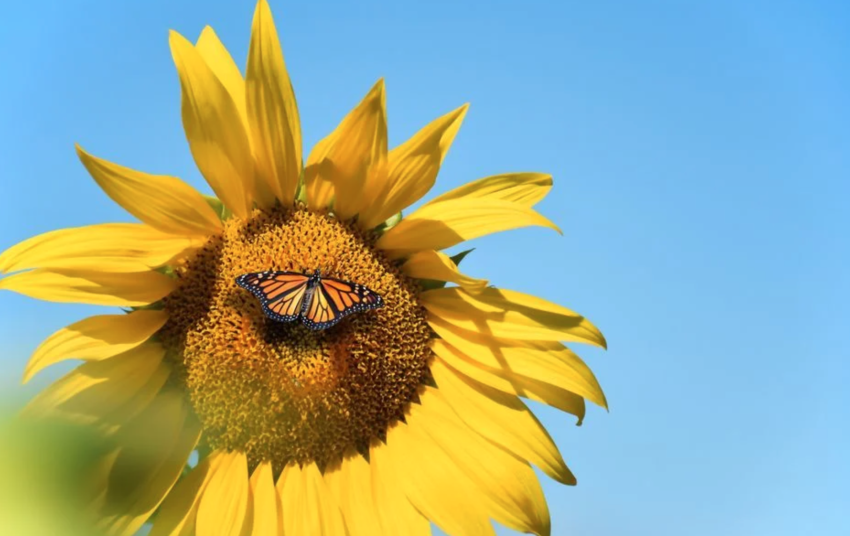 The Farm at SummitWynds Butterfly Experience