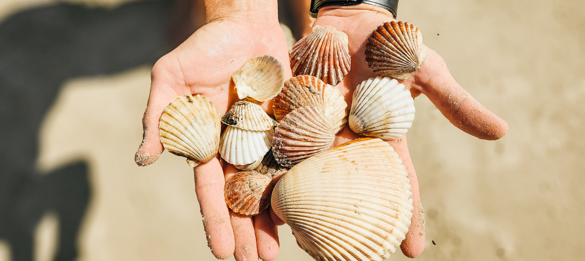 A person holds out two hands full of seashells from San José Island.