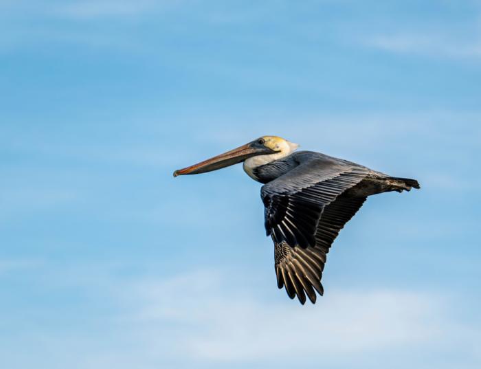 Pelican Flying Through The Air On The Outer Banks Of NC