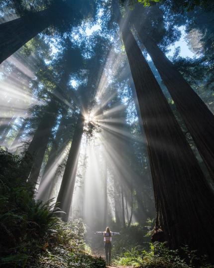 Redwood Regional Park Photo