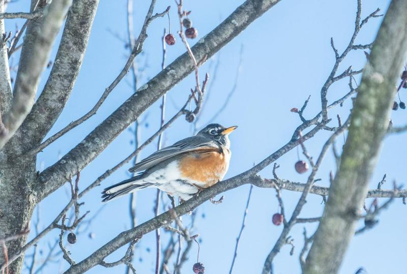 A flycatcher perched on a tree branch