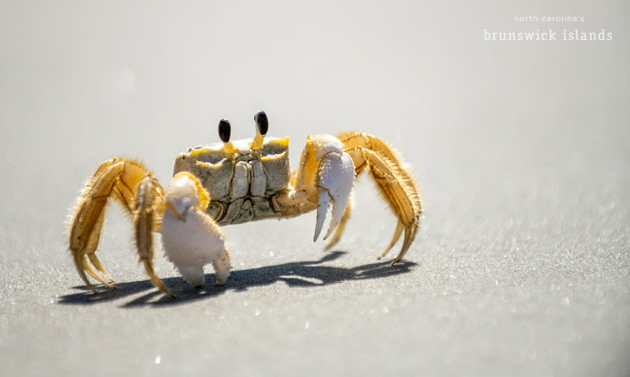 closeup of a yellow ghost crab