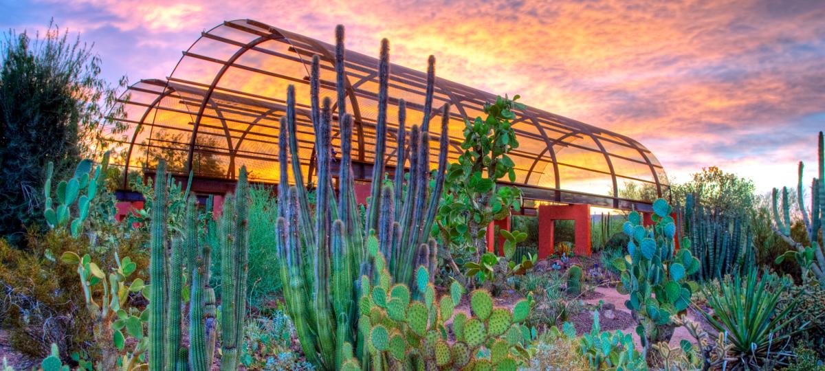 Discovery Trail at Desert Botanical Garden CROPPED