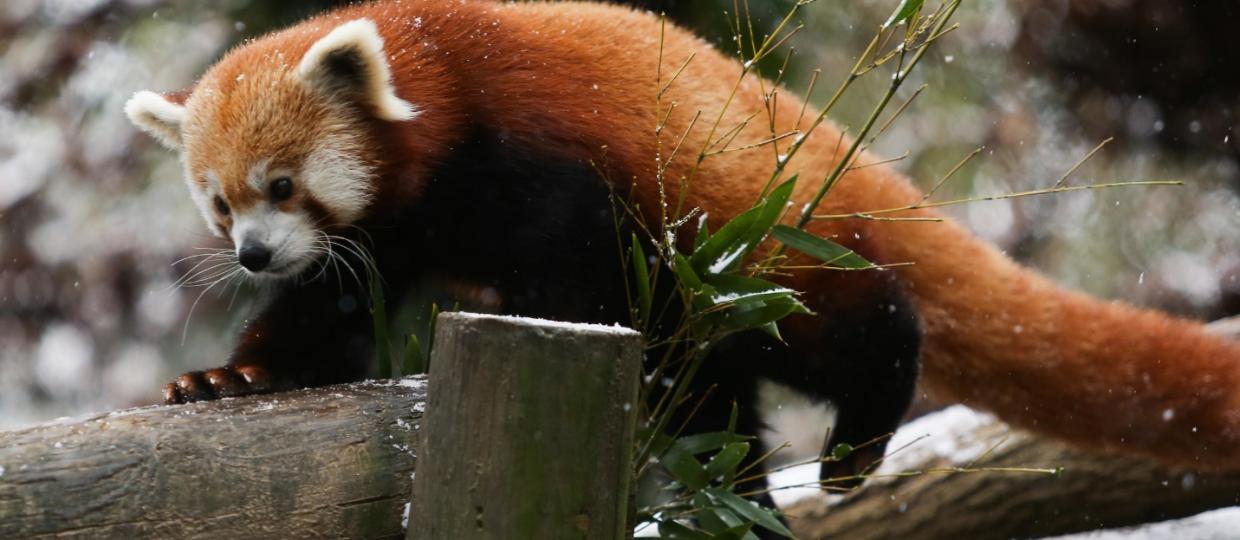 Why Winter Is The Perfect Time To Visit Zoo Knoxville