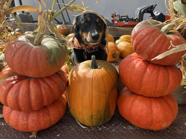 Leeward Farms Pumpkin Patch