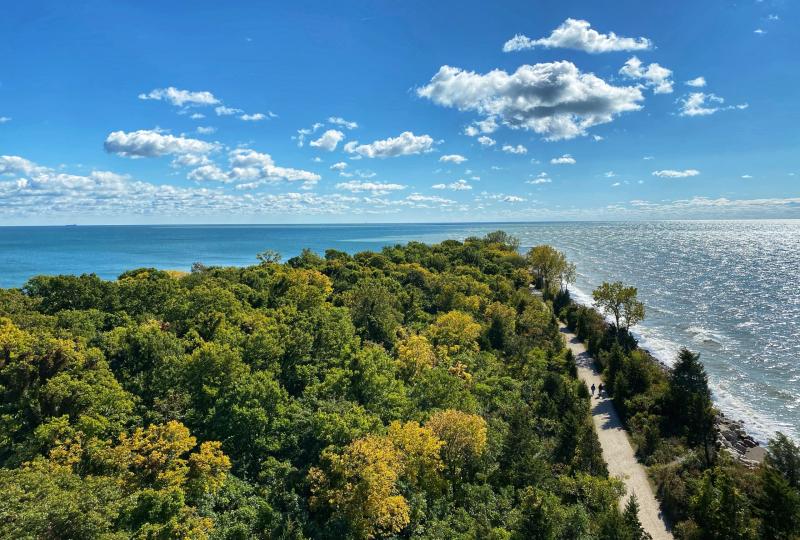 trees with a lake