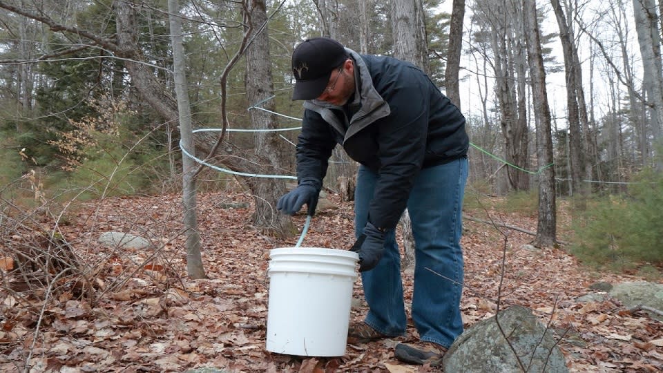 Peter Olesheski collecting maple sap in a plastic bucket