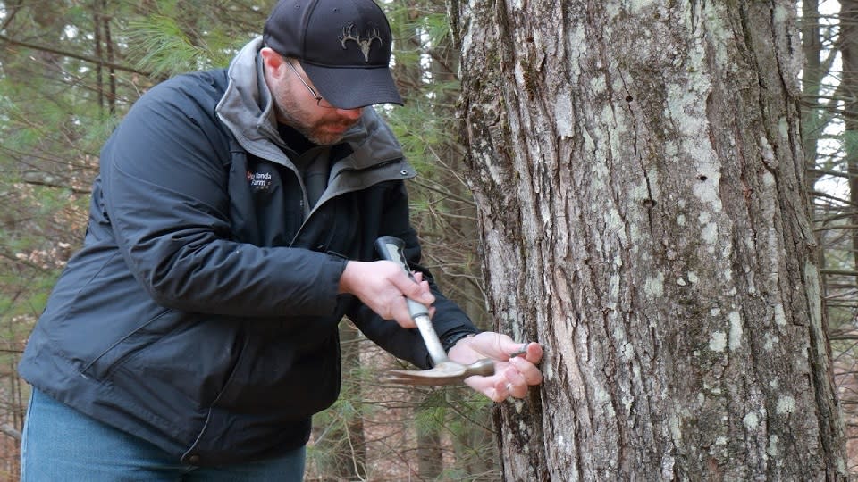 Peter Olesheski tapping a maple tree with a hammer and metal tap
